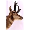 Image 5 : New Mexico Pronghorn Antelope Mount This is a pron