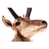 Image 6 : New Mexico Pronghorn Antelope Mount This is a pron