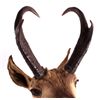 Image 7 : New Mexico Pronghorn Antelope Mount This is a pron