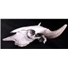 Image 5 : Montana Buffalo Skull This is a large Montana buff