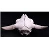 Image 6 : Montana Buffalo Skull This is a large Montana buff