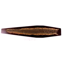 Montana Rattlesnake Skin Mount This is a Montana r