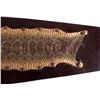 Image 2 : Montana Rattlesnake Skin Mount This is a Montana r