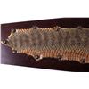 Image 4 : Montana Rattlesnake Skin Mount This is a Montana r