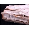 Image 2 : Large Petrified Wood Specimen This is a large petr