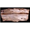 Image 8 : Large Petrified Wood Specimen This is a large petr