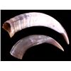 Image 1 : Montana Steer Horns This is a pair of Montana stee