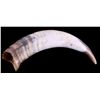 Image 2 : Montana Steer Horns This is a pair of Montana stee