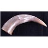 Image 7 : Montana Steer Horns This is a pair of Montana stee