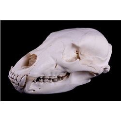 Montana Black Bear Skull This is a Montana black b