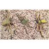 Image 1 : Arachnaphobia pair of prop baby bobs spiders some singging from final fire scene in movie