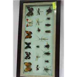FRAMED BUTTERFLY AND BUG COLLECTION