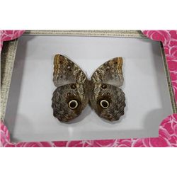 FRAMED MOTH