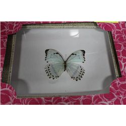 FRAMED WHITE BUTTERFLY