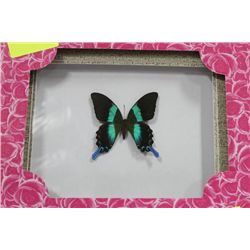 FRAMED BUTTERFLY X2