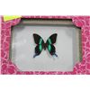 Image 1 : FRAMED BUTTERFLY X2