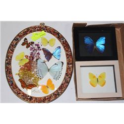 BOX OF FRAMED BUTTERFLY DISPLAYS