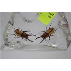 ENCASED SCARAB BEETLES