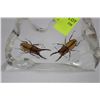 Image 1 : ENCASED SCARAB BEETLES