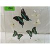 Image 2 : 6 BUTTERFLIES IN PEXIGLASS DISPLAY BOX