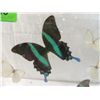 Image 3 : 6 BUTTERFLIES IN PEXIGLASS DISPLAY BOX