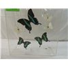 Image 4 : 6 BUTTERFLIES IN PEXIGLASS DISPLAY BOX