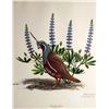Image 2 : Ray Harm Limited Edition Framed Print