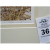 Image 2 : Artist Signed & Numbered Lion Print