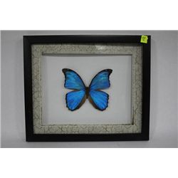 NEOTROPICAL BUTTERFLY FRAMED