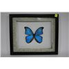 Image 1 : NEOTROPICAL BUTTERFLY FRAMED