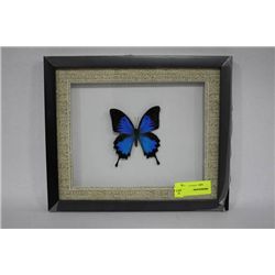 SWALLOWTAIL BUTTERFLY FRAMED