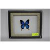 Image 1 : SWALLOWTAIL BUTTERFLY FRAMED