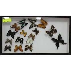 FRAMED BUTTERFLY DISPLAY