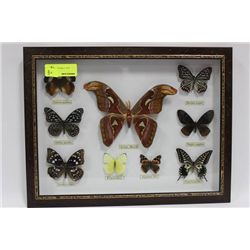 FRAMED BUTTERFLY AND ATLAS MOTH DISPLAY ON CHOICE