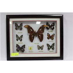 FRAMED BUTTERFLY AND ATLAS MOTH DISPLAY ON CHOICE