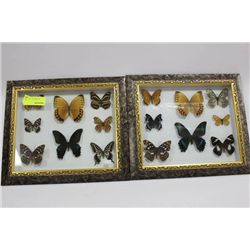 FRAMED 8 BUTTERFLY DISPLAY X2