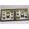 Image 1 : FRAMED 8 BUTTERFLY DISPLAY X2