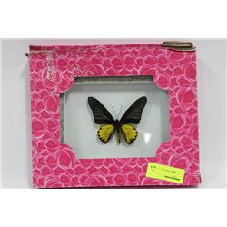 FRAMED BUTTERFLY