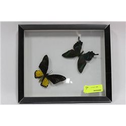 FRAMED BUTTERFLIES