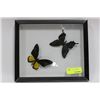 Image 1 : FRAMED BUTTERFLIES