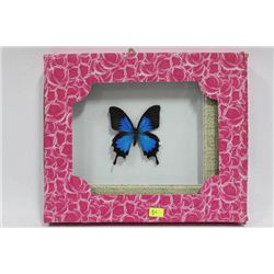 FRAMED BLUE AND BLACK BUTTERFLY