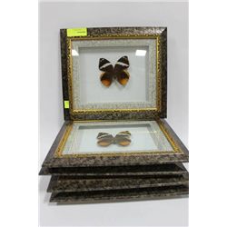 FRAMED BUTTERFLY X5