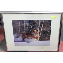FRAMED TIGER PICTURE