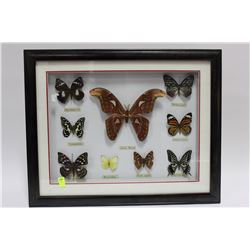 FRAMED BUTTERFLY AND ATLAS MOTH DISPLAY