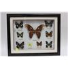 Image 1 : FRAMED BUTTERFLY AND ATLAS MOTH DISPLAY
