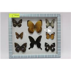FRAMED (8) BUTTERFLY DISPLAY