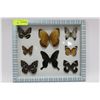 Image 1 : FRAMED (8) BUTTERFLY DISPLAY