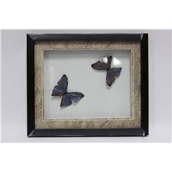PAIR OF FRAMED BLUE BUTTERFLIES