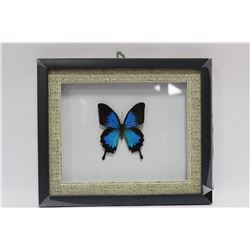 ON CHOICE FRAMED BUTTERFLY : BLUE