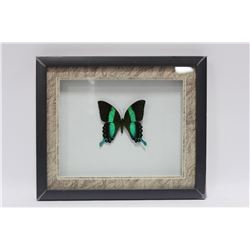 ON CHOICE FRAMED BUTTERFLY : GREEN
